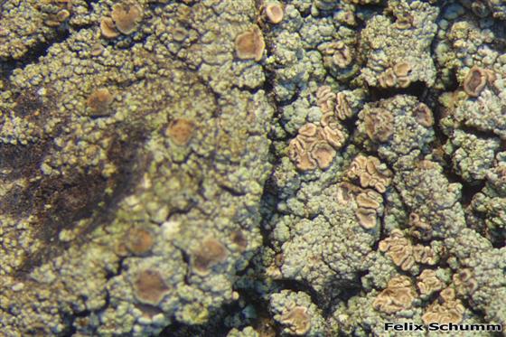 Trapeliopsis flexuosa (Fr.) Coppins & P. James, 1984