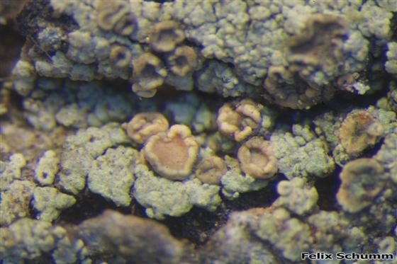 Trapeliopsis flexuosa (Fr.) Coppins & P. James, 1984