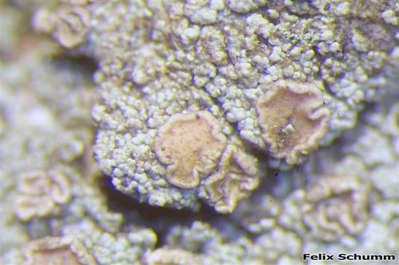 Trapeliopsis flexuosa (Fr.) Coppins & P. James, 1984