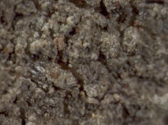 Trapeliopsis flexuosa (Fr.) Coppins & P. James, 1984