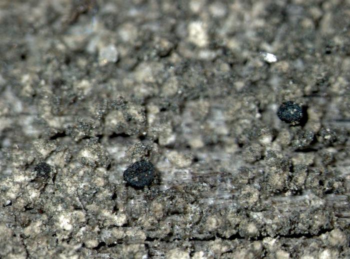Trapeliopsis flexuosa (Fr.) Coppins & P. James, 1984