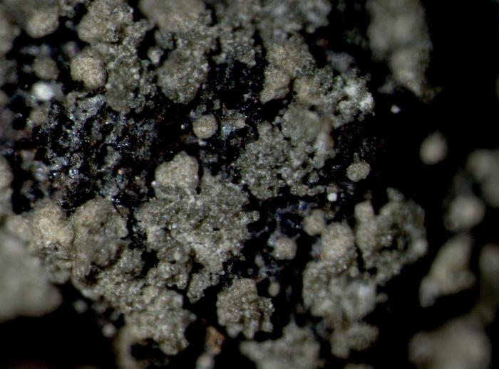 Trapeliopsis flexuosa (Fr.) Coppins & P. James, 1984