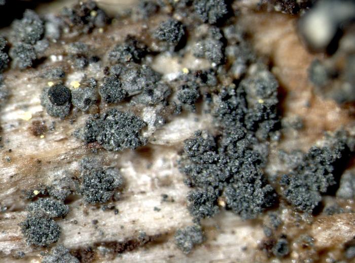 Trapeliopsis flexuosa (Fr.) Coppins & P. James, 1984