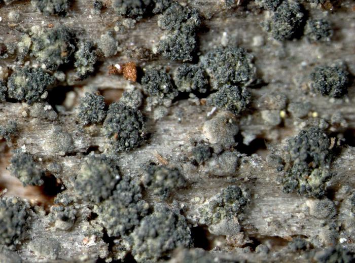 Trapeliopsis flexuosa (Fr.) Coppins & P. James, 1984