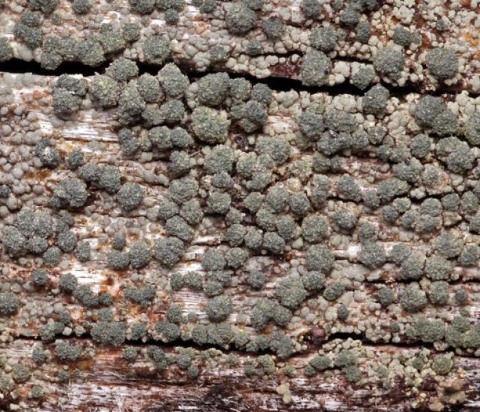 Trapeliopsis flexuosa (Fr.) Coppins & P. James, 1984