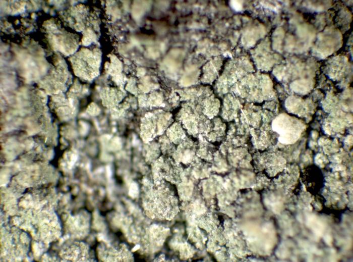Trapeliopsis flexuosa (Fr.) Coppins & P. James, 1984