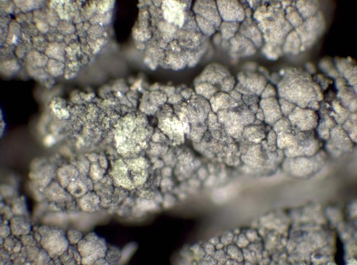 Trapeliopsis flexuosa (Fr.) Coppins & P. James, 1984