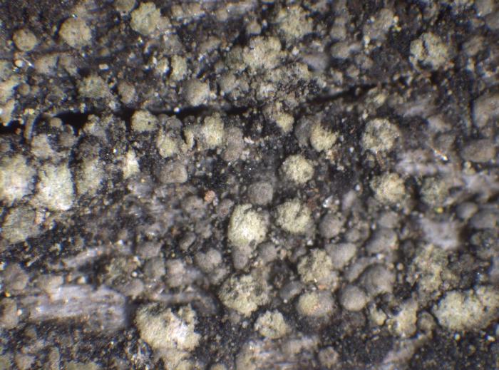 Trapeliopsis flexuosa (Fr.) Coppins & P. James, 1984