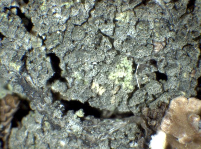 Trapeliopsis flexuosa (Fr.) Coppins & P. James, 1984