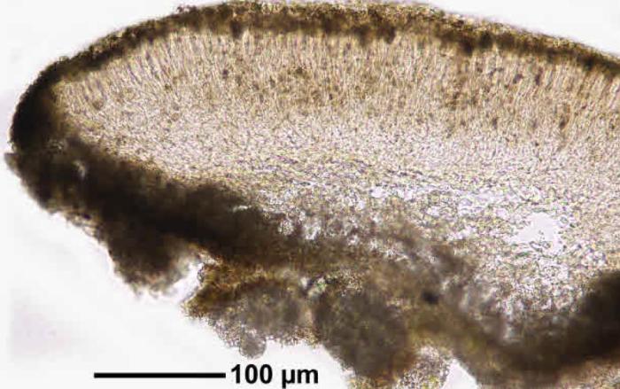 Trapeliopsis flexuosa (Fr.) Coppins & P. James, 1984