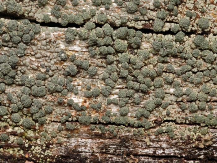 Trapeliopsis flexuosa (Fr.) Coppins & P. James, 1984