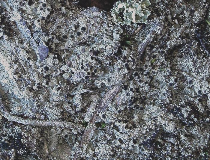 Trapeliopsis granulosa (Hoffm.) Lumbsch, 1983