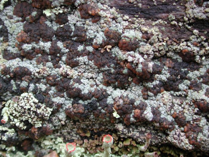 Trapeliopsis granulosa (Hoffm.) Lumbsch, 1983