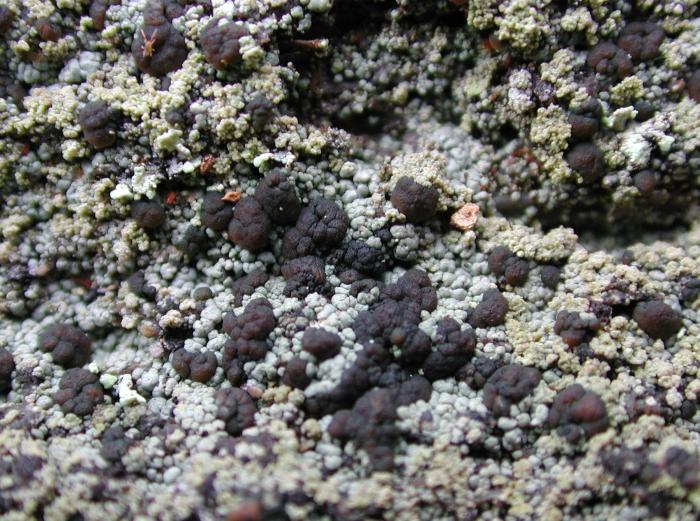 Trapeliopsis granulosa (Hoffm.) Lumbsch, 1983