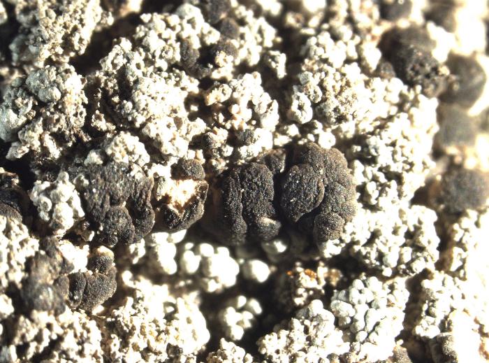 Trapeliopsis granulosa (Hoffm.) Lumbsch, 1983