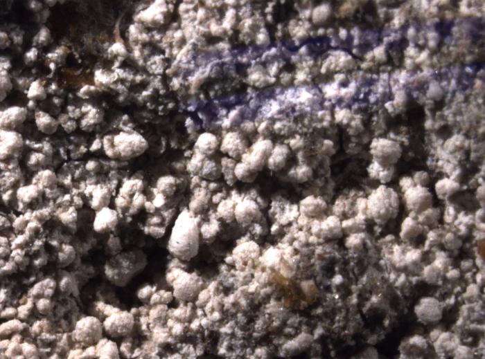 Trapeliopsis granulosa (Hoffm.) Lumbsch, 1983