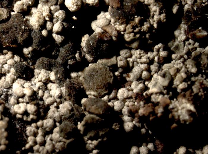 Trapeliopsis granulosa (Hoffm.) Lumbsch, 1983