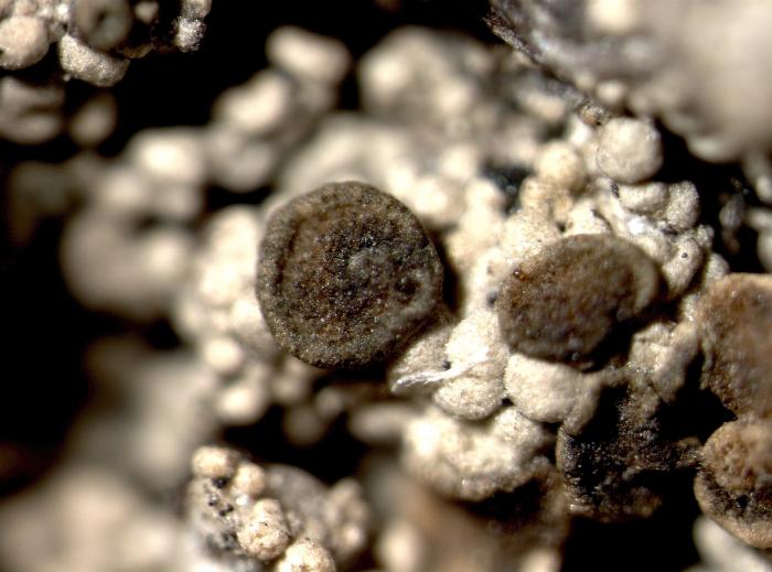 Trapeliopsis granulosa (Hoffm.) Lumbsch, 1983