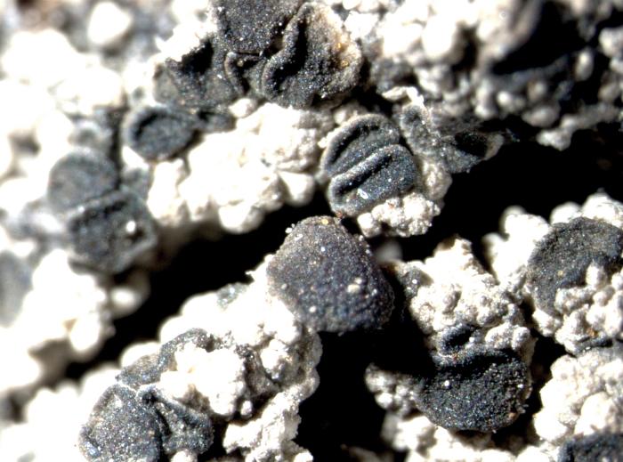 Trapeliopsis granulosa (Hoffm.) Lumbsch, 1983