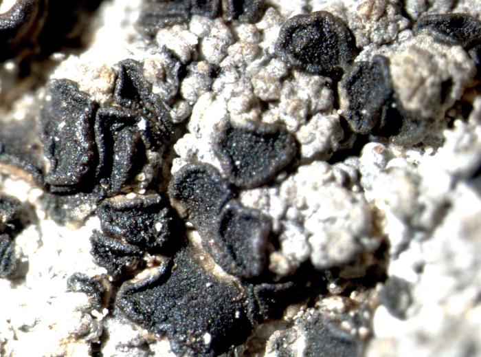 Trapeliopsis granulosa (Hoffm.) Lumbsch, 1983