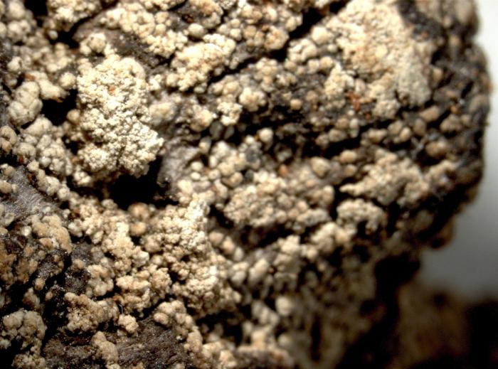 Trapeliopsis granulosa (Hoffm.) Lumbsch, 1983