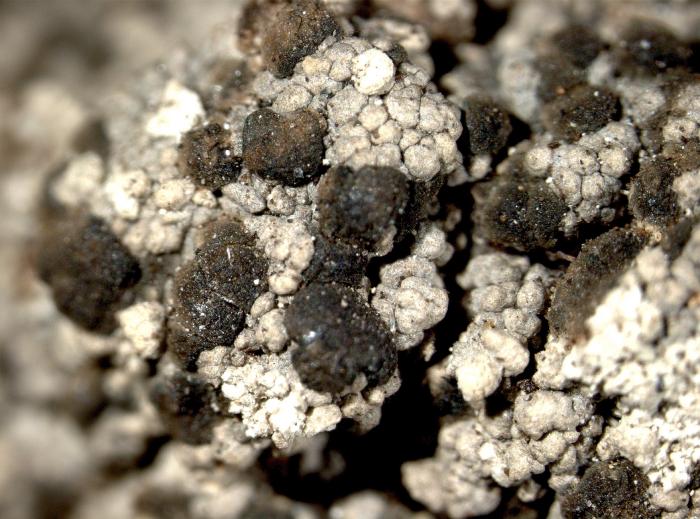 Trapeliopsis granulosa (Hoffm.) Lumbsch, 1983