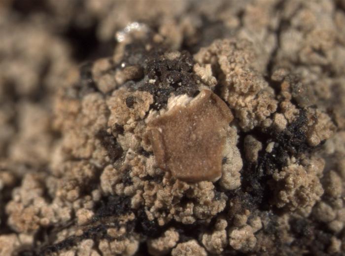 Trapeliopsis granulosa (Hoffm.) Lumbsch, 1983