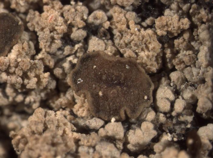 Trapeliopsis granulosa (Hoffm.) Lumbsch, 1983