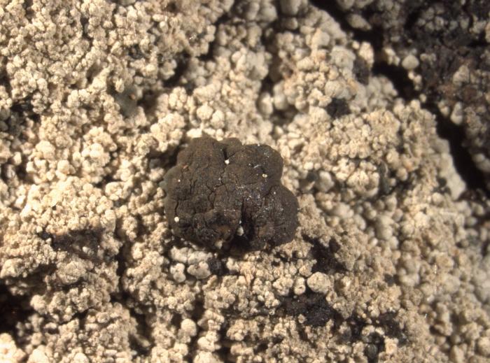 Trapeliopsis granulosa (Hoffm.) Lumbsch, 1983