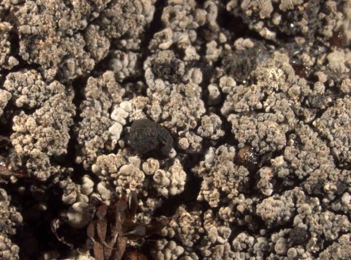 Trapeliopsis granulosa (Hoffm.) Lumbsch, 1983