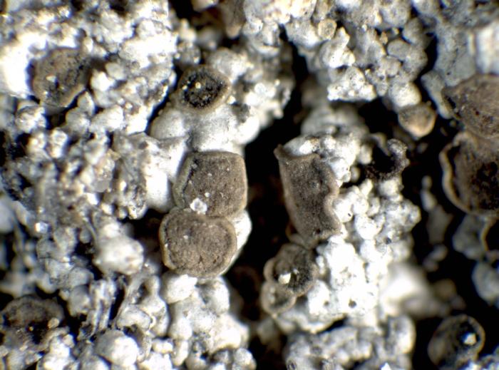 Trapeliopsis granulosa (Hoffm.) Lumbsch, 1983