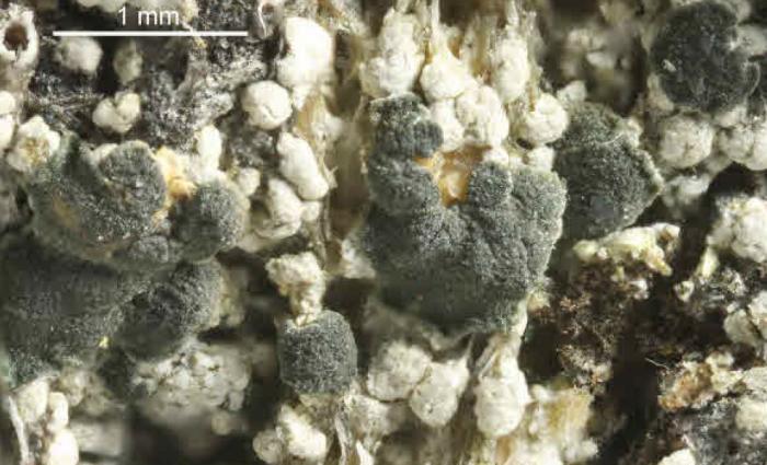 Trapeliopsis granulosa (Hoffm.) Lumbsch, 1983