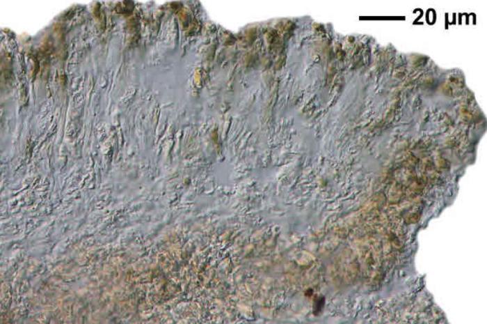 Trapeliopsis granulosa (Hoffm.) Lumbsch, 1983