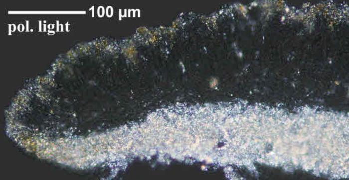 Trapeliopsis granulosa (Hoffm.) Lumbsch, 1983
