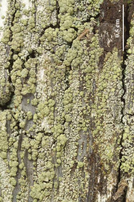 Trapeliopsis granulosa (Hoffm.) Lumbsch, 1983