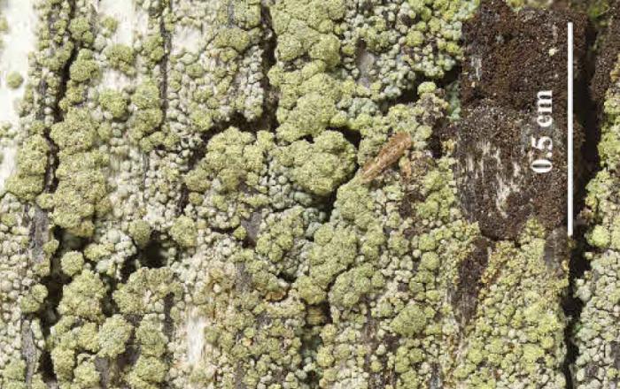 Trapeliopsis granulosa (Hoffm.) Lumbsch, 1983