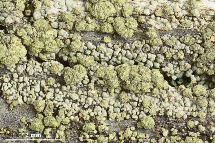 Trapeliopsis granulosa (Hoffm.) Lumbsch, 1983