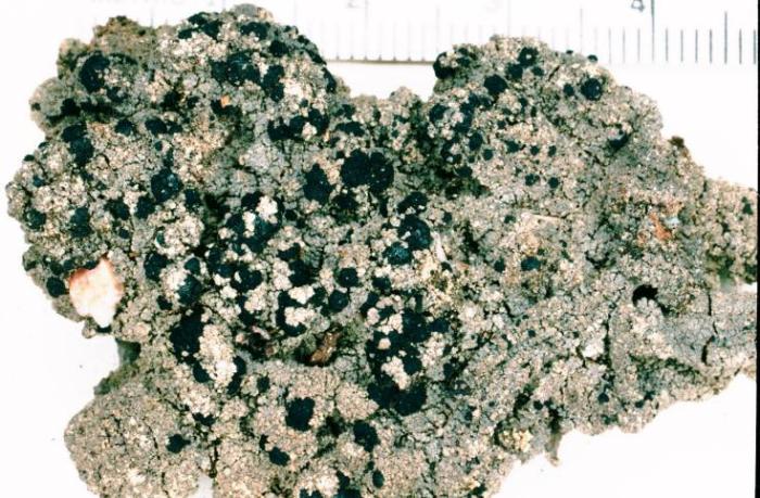Trapeliopsis granulosa (Hoffm.) Lumbsch, 1983