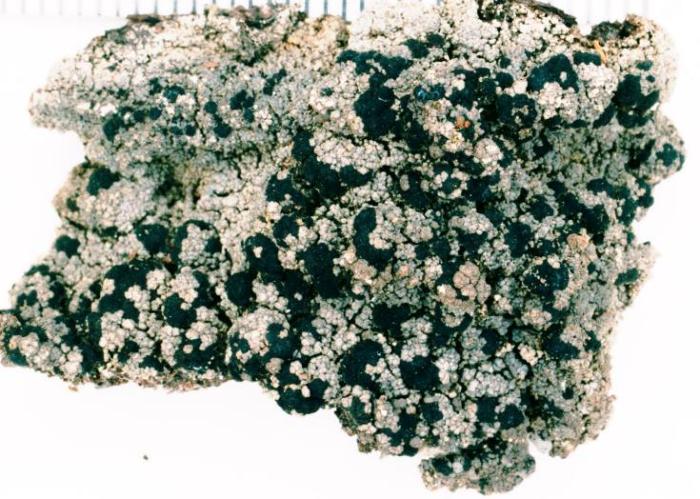 Trapeliopsis granulosa (Hoffm.) Lumbsch, 1983