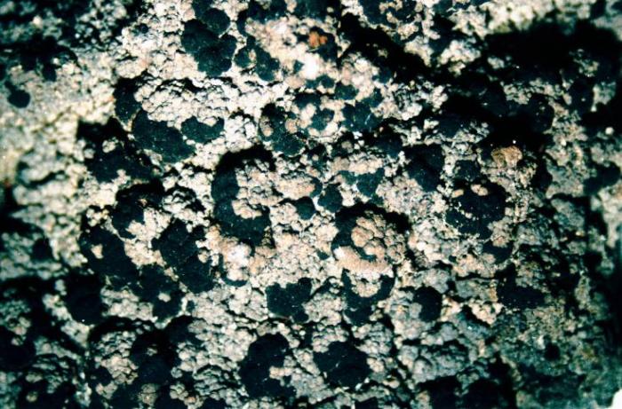 Trapeliopsis granulosa (Hoffm.) Lumbsch, 1983