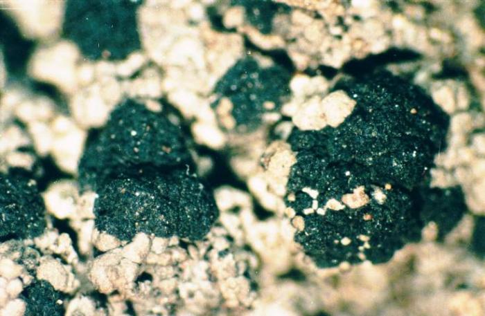 Trapeliopsis granulosa (Hoffm.) Lumbsch, 1983