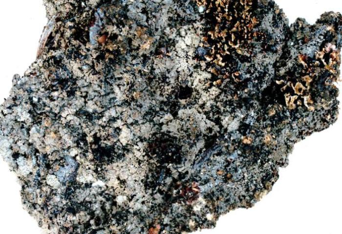Trapeliopsis granulosa (Hoffm.) Lumbsch, 1983