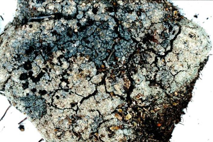Trapeliopsis granulosa (Hoffm.) Lumbsch, 1983
