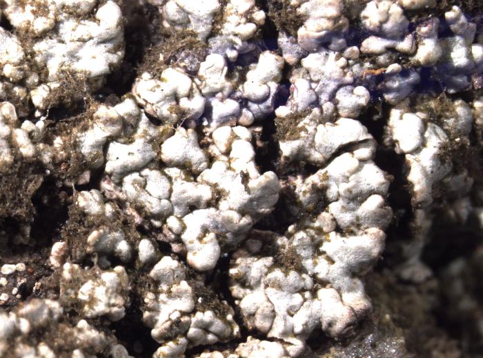 Trapelia glebulosa (Sm.) J. R. Laundon, 2005
