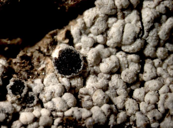 Trapelia glebulosa (Sm.) J. R. Laundon, 2005