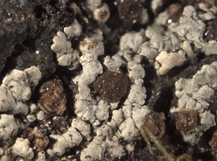 Trapelia glebulosa (Sm.) J. R. Laundon, 2005