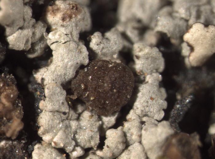 Trapelia glebulosa (Sm.) J. R. Laundon, 2005
