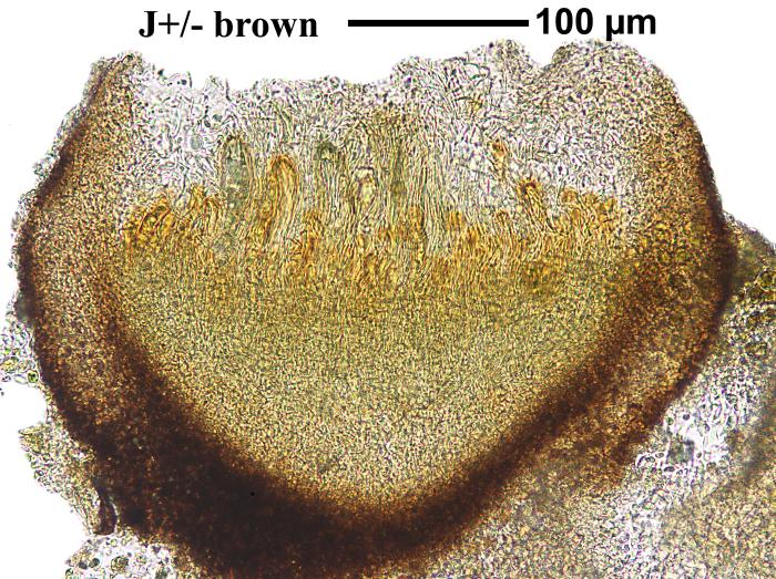 Trapelia glebulosa (Sm.) J. R. Laundon, 2005
