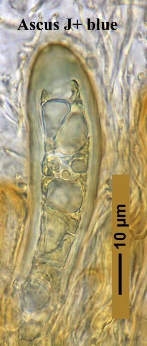 Trapelia glebulosa (Sm.) J. R. Laundon, 2005