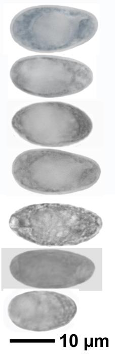 Trapelia glebulosa (Sm.) J. R. Laundon, 2005